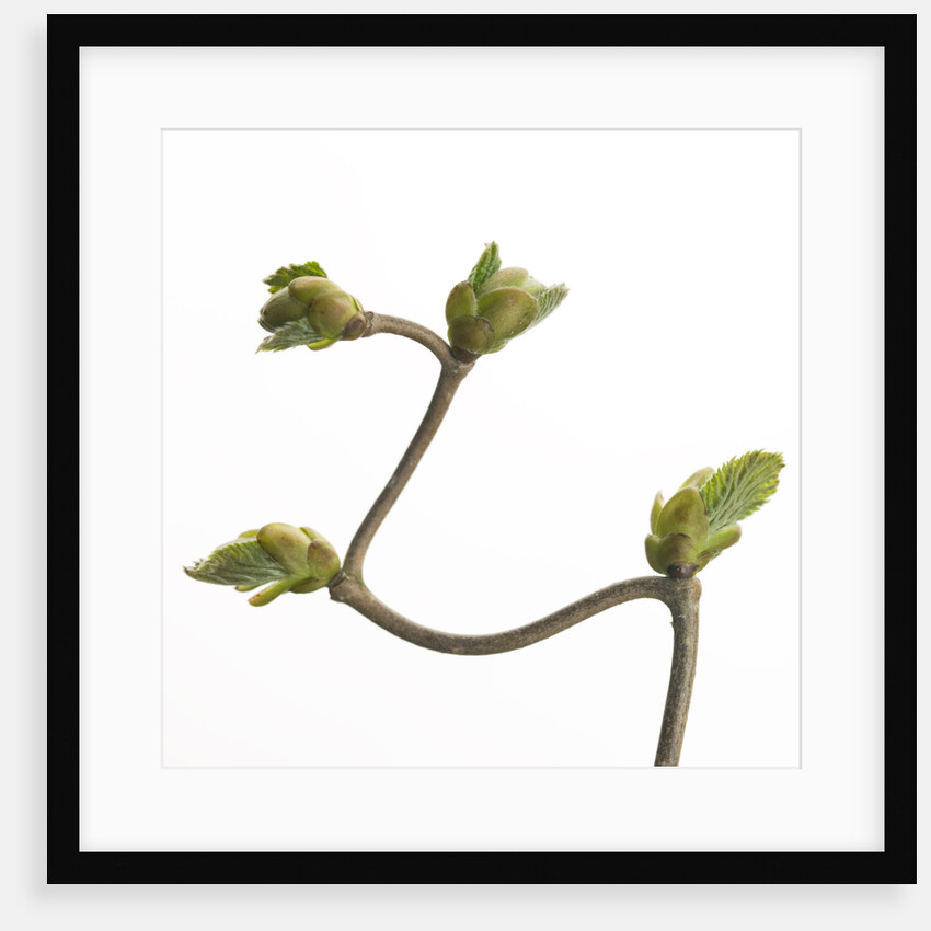 Corylus avellana, close-up by Assaf Frank